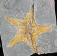 Large Fossil Starfish (Petraster?) - Part/Counterpart #28033-1